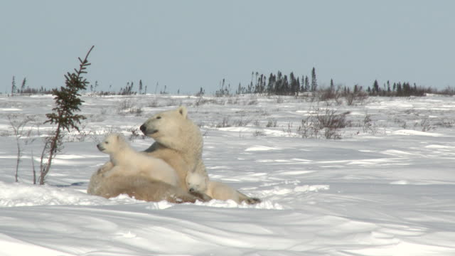 Eisbären-Weibchen-mit-jungen-in-tundra