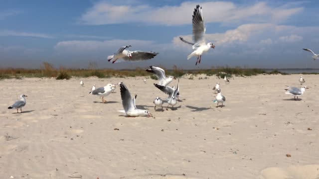 Herde-von-marine-weißen-Möwen-auf-dem-sandigen-Strand-des-Schwarzen-Meeres