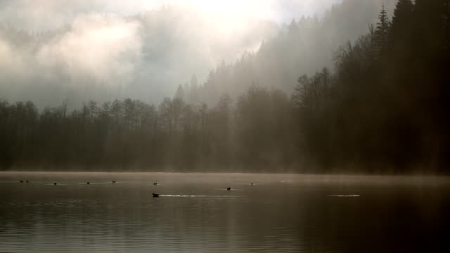 4K-Video-de-patos-nadando-en-el-lago