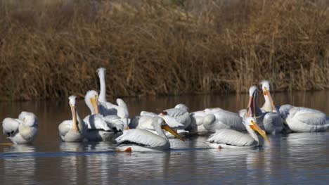 Pelicans-in-water