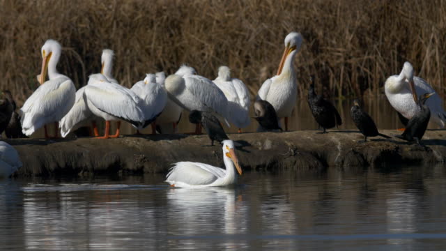 Pelikane-in-Feuchtgebieten