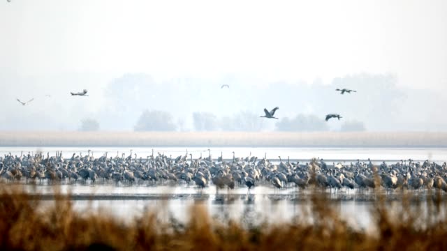 Common-Crane-migration-in-the-Hortobagy.