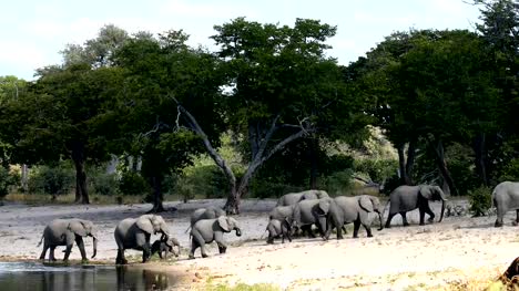 Afrikanischer-Elefant,-Bwabwata-Namibia,-Afrika-Safari-wildlife