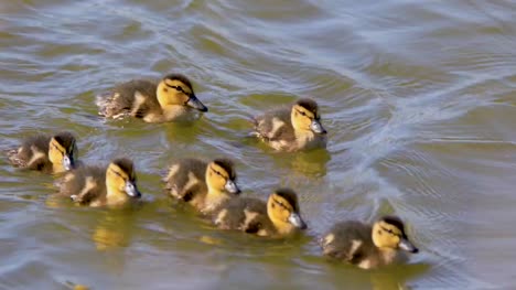 Flock-of-Mallard-Duck-bird-nestlings-on-pond-water-surface