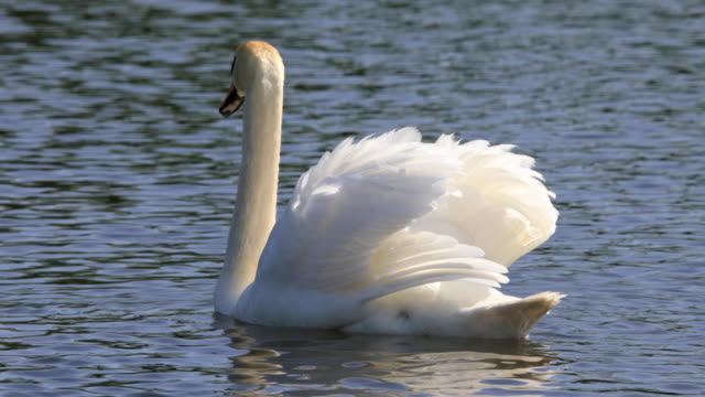 Single-Mute-Swan-bird-on-a-pond-water-surface