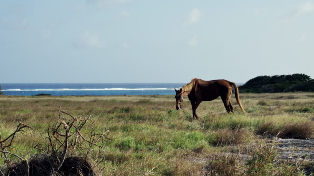 Brown-Horse-pastoreo-en-Grass-Field-en-Barbados-junto-a-la-playa