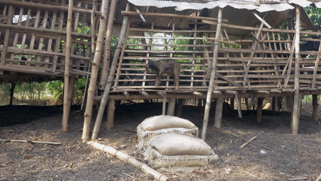 Goat-Kind-stehend-in-seine-Schuppen-aus-Bambus