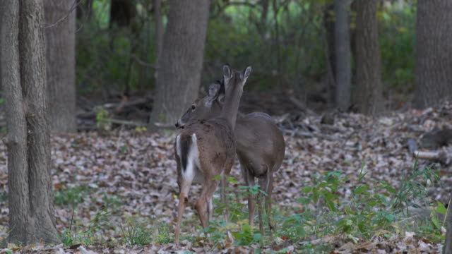 Two-deer-in-the-woods-static-shot