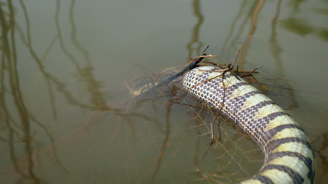 snake-caught-in-fishing-net-and-floating-dead-in-the-lake
