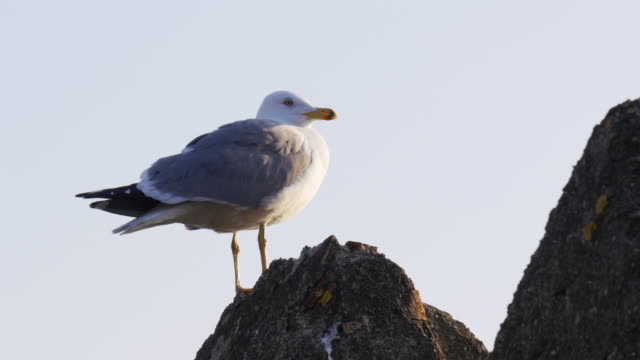 malaga-sunny-day-seagull-close-view-4k