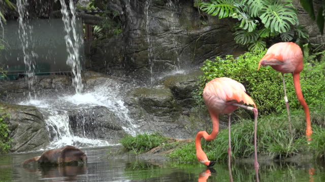 Flamingo-trinkt-Wasser