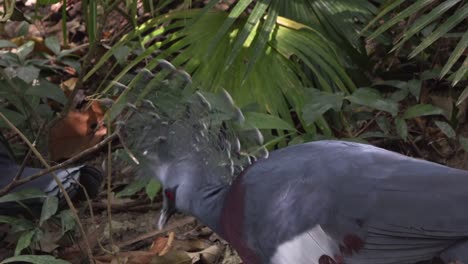 close-up-video-of--the- crowned-pigeon-in-the-jungles.