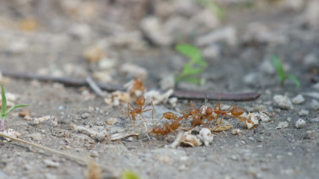 Tejedor-hormigas-transporte-de-los-muertos-cuerpo