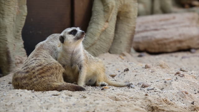 Familia-de-suricata