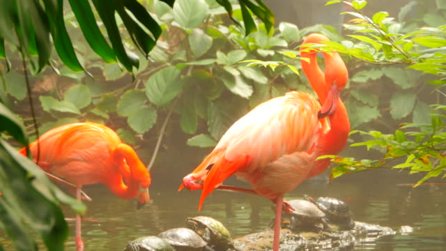 Flamingos-in-Jungle-Stream,-Wide-Shot