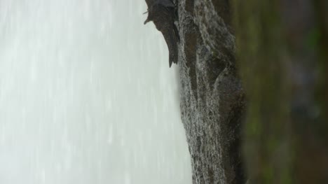Disfrute-de-una-de-las-aves-que-viven-y-anidado-detrás-de-las-cascadas-cataratas-del-iguazú