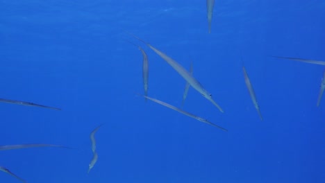 Cornet-Fish