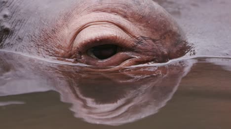 Close-up-of-hippo's-eye