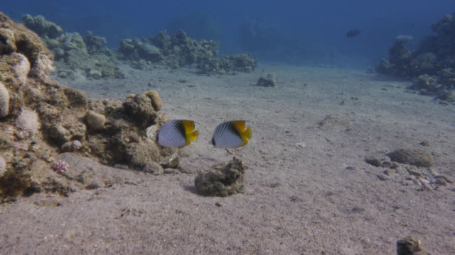 Butterfly-Fish