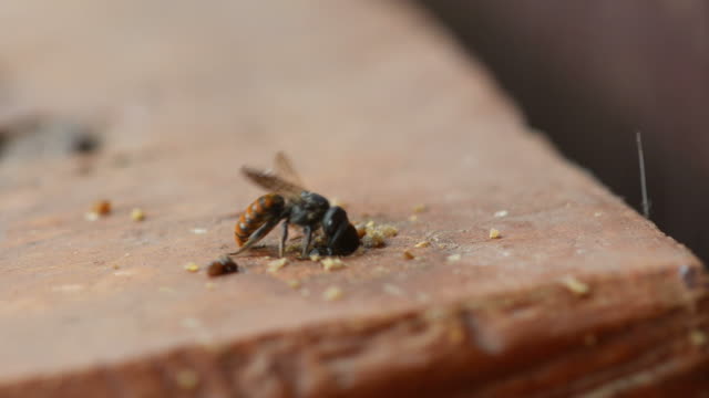 bees-drilling-hole-on-wood