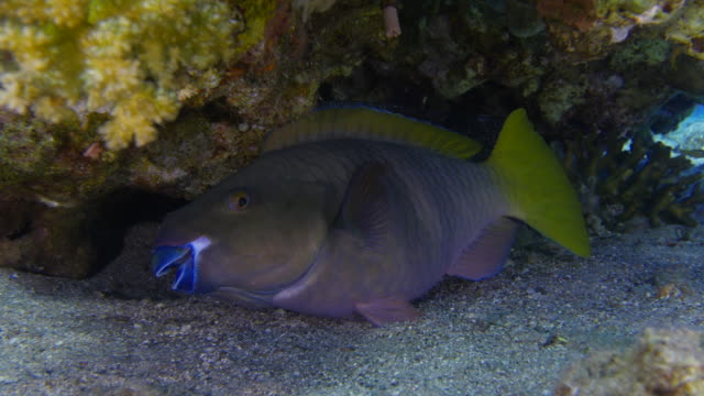 Cleaner-wrasse