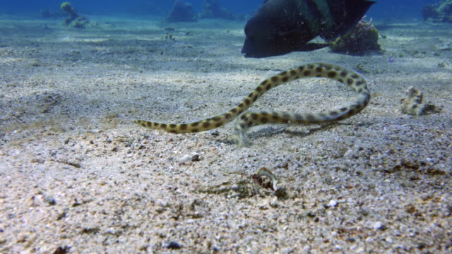 Serpiente-Anguila