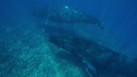 Humpback-Whales