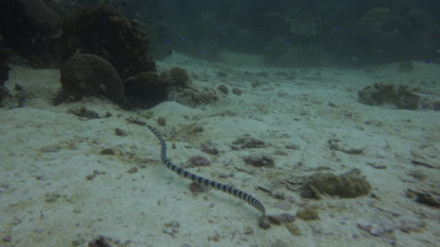 sea-snake