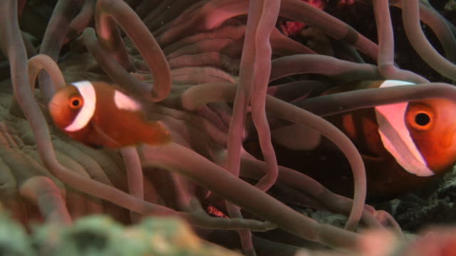 Clownfische-(Anemonenfische)