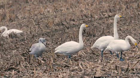 White-Swans,in-Kushiro-Shitsugen,Hokkaido,Japan,Filmed-in-4K