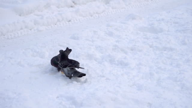 Taube-Vogel-Suche-Essen-auf-dem-Schnee
