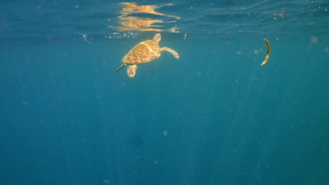 Sea-turtle-under-water
