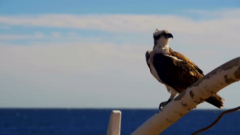 Águila-rapaz-Marina-se-encuentra-en-el-mástil-de-proa-de-la-nave-contra-el-fondo-del-mar-rojo