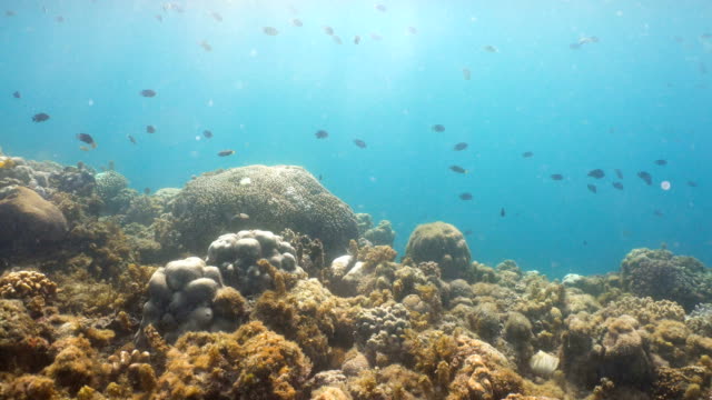 Arrecife-de-coral-y-peces-tropicales.-Filipinas