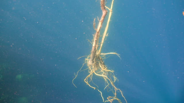 Tree-with-the-root-under-water