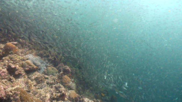 Sardines-on-blue-water