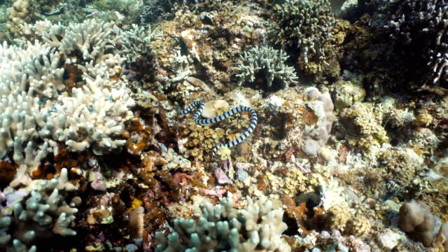 Serpiente-de-mar-rayada