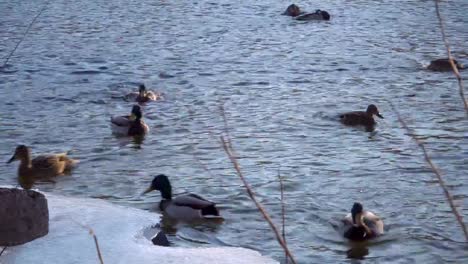 Patos-silvestres-nadan-cerca-de-la-orilla-de-un-congelado