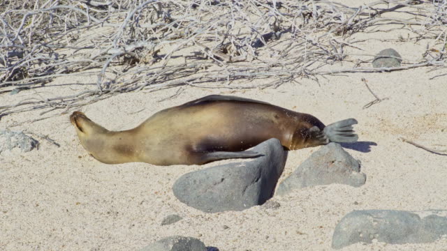 Sea-lion-in-the-Sand