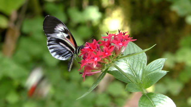 Postman-butterfly
