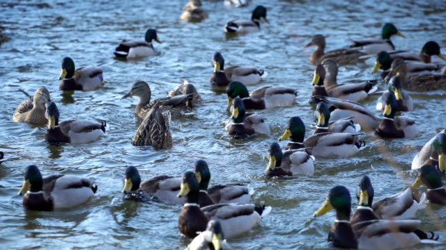 Wild-duck-in-the-water
