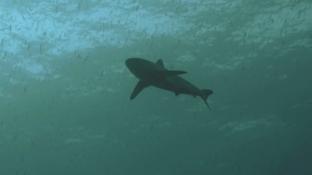 Tiburón-sedoso-nada-bajo-la-superficie-del-agua