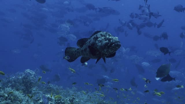 Huge-Grouper-in-teaming-coral-reef-landscape,-Red-Sea