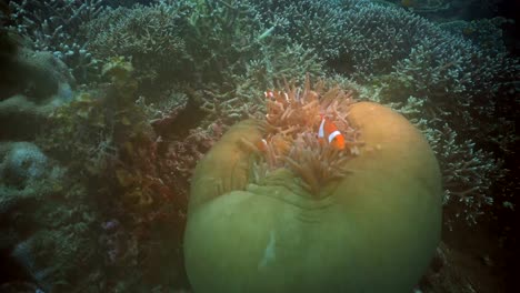 Clownfisch-Anemonenfisch-In-Anemone