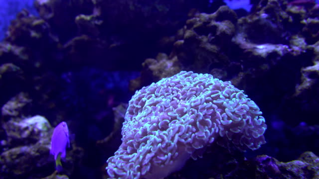 Arrecife-de-Coral-tropical,-tiro-bajo-el-agua.-Anémonas-y-corales-blandos,-colores-vibrantes.