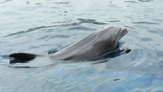 dolphin-close-up