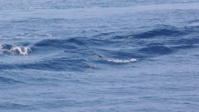 Delphin-Pod-Surfen