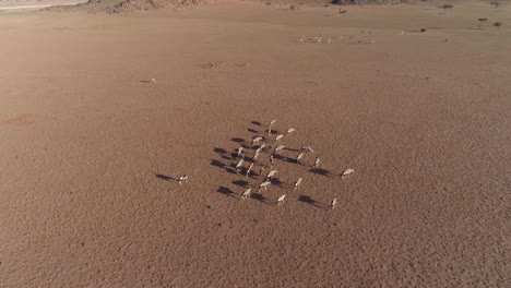 High-aerial-view-of-gemsbok-(oryx)-in-the-Namib-Desert