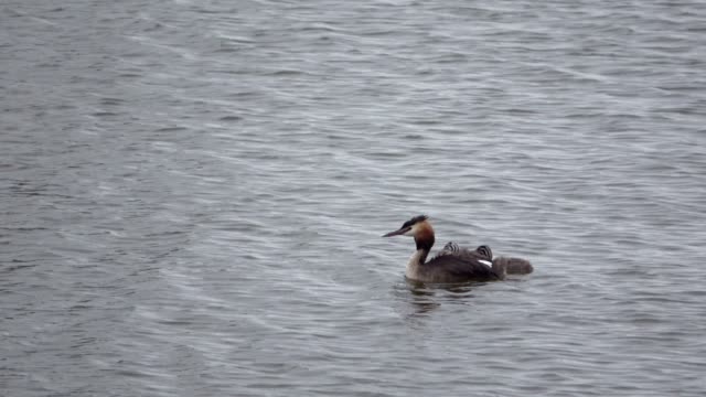 Great-crested-grebe,-Podiceps-cristatus,-Haubentaucher,-with-pup-swimming-on-a-lake,-Netherlands,-4K