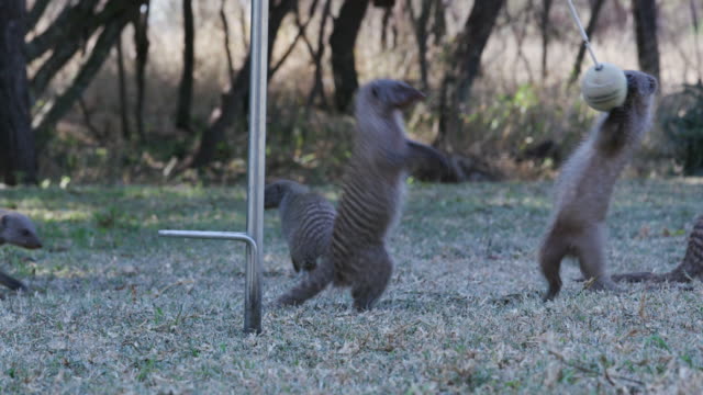 Funny-animal.-Banded-mongoose-playing-with-a-swing-ball-in-a-suburban-garden